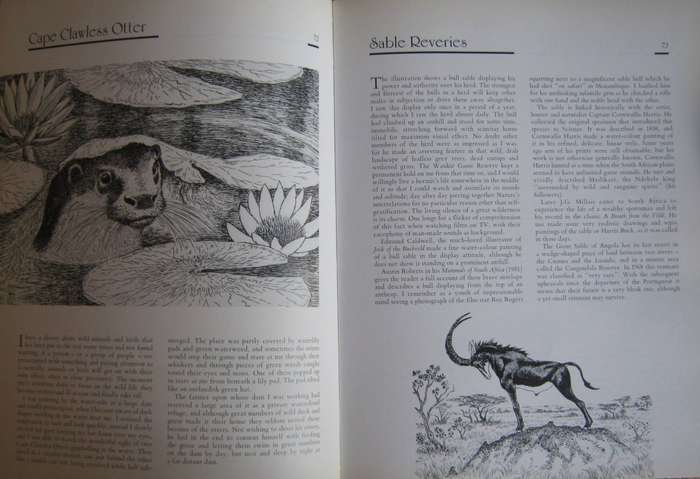 Jeff Huntlys African Wildlife Sketches Jeff Huntly
