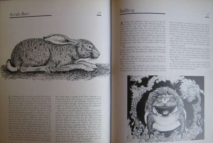 Jeff Huntlys African Wildlife Sketches Jeff Huntly