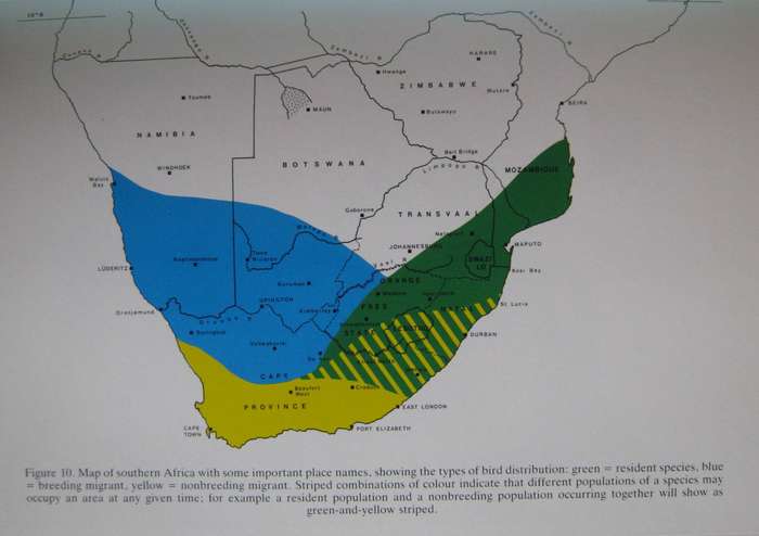 Roberts Birds of South Africa Gordon Lindsay Maclean    Pu