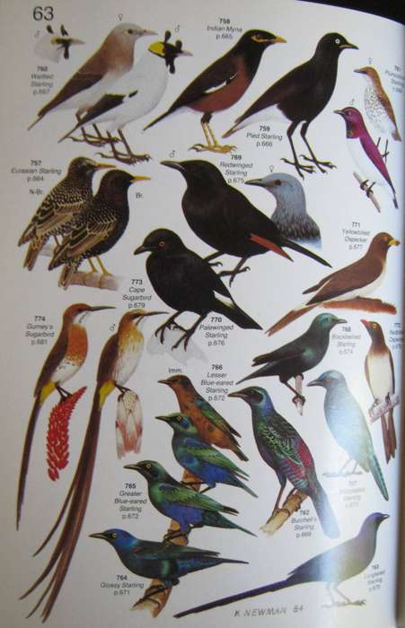 Roberts Birds of South Africa Gordon Lindsay Maclean    Pu