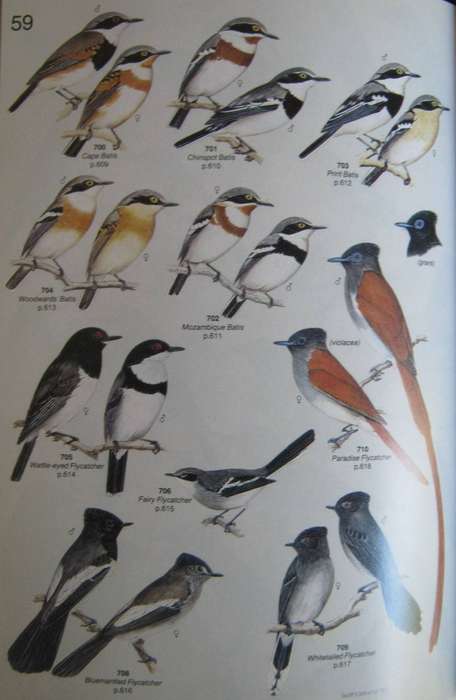 Roberts Birds of South Africa Gordon Lindsay Maclean    Pu
