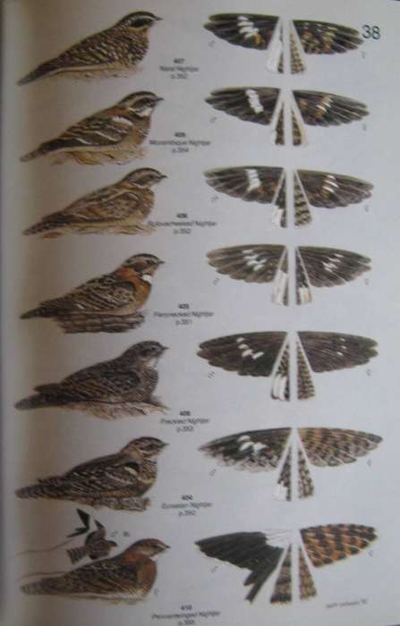 Roberts Birds of South Africa Gordon Lindsay Maclean    Pu