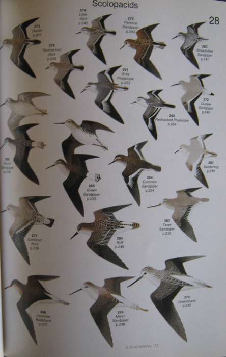 Roberts Birds of South Africa Gordon Lindsay Maclean    Pu
