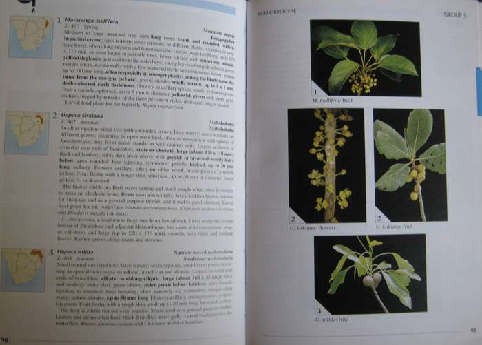 Field Guide to Trees of Southern Africa Braam Van Wyk & Piet Van Wyk