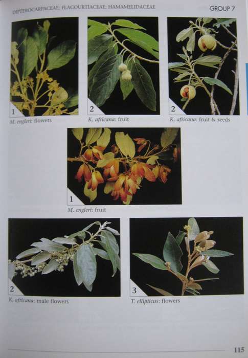 Field Guide to Trees of Southern Africa Braam Van Wyk & Piet Van Wyk