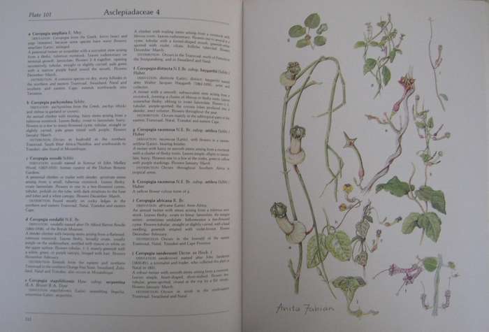 Transvaal Wild Flowers Paintings by: Anita Fabian. Text by Gerrit Germiushuizen