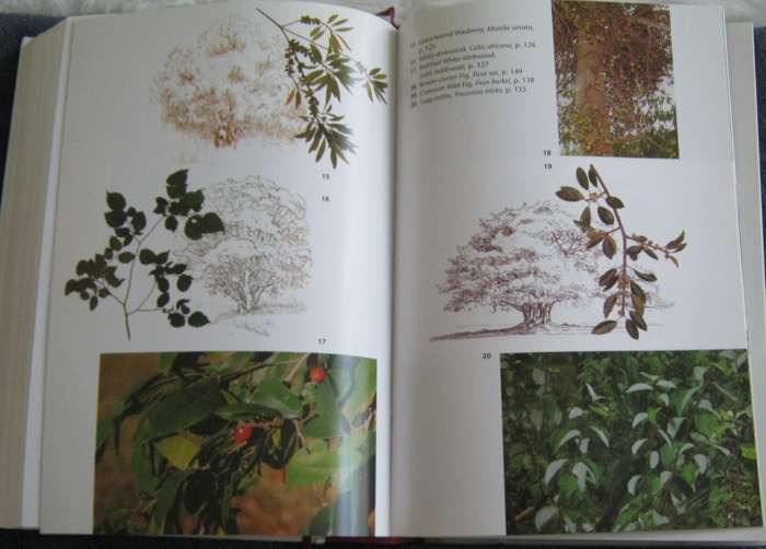 Trees of Southern Africa New Edition Revised and Updated