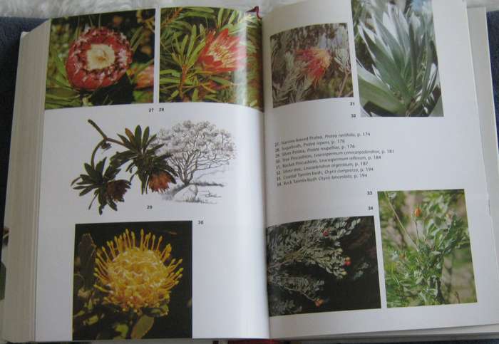 Trees of Southern Africa New Edition Revised and Updated