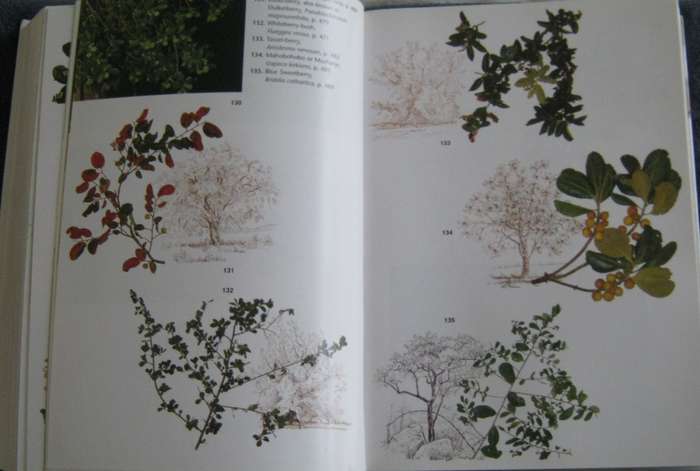 Trees of Southern Africa New Edition Revised and Updated