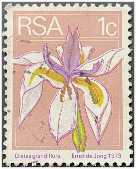 South Africa 1 Cent Stamp, Flower, Wild Iris, Dietes grandiflora, 1973