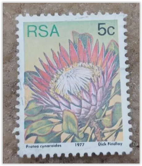 USED RSA SOUTH AFRICA 5C STAMP, 1977 PROTEA CYNAROIDES x 2