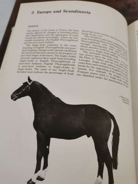 The Concise Book of the Horse