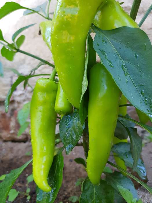 Banana pepper  (sweet) - 15 seeds