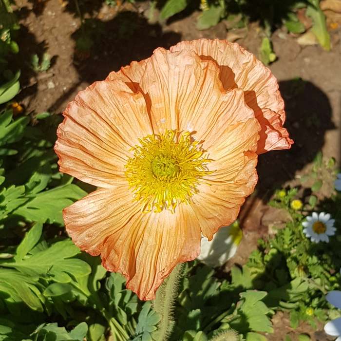 Iceland poppy - 100 seeds