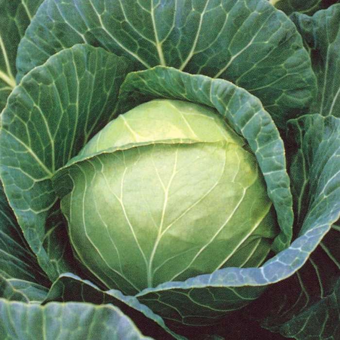 Cabbage `drumhead` - 200 seeds