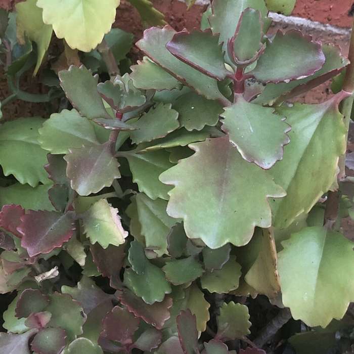 Kalanchoe sexangularis  (indigenous succulent) - 100 seeds