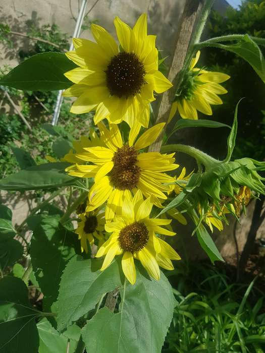 Sunflower `lemon queen` - 15 seeds