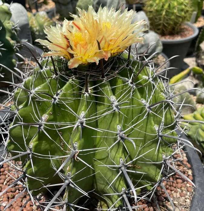 Ferrocactus herrerae - 10 seeds