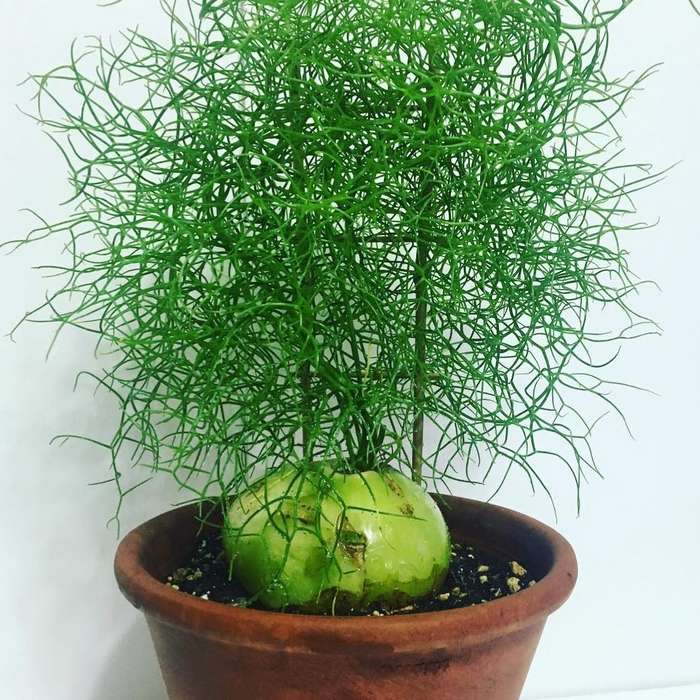 Bowiea volubilis / climbing onion (non-edible) caudiciform - 10 seeds