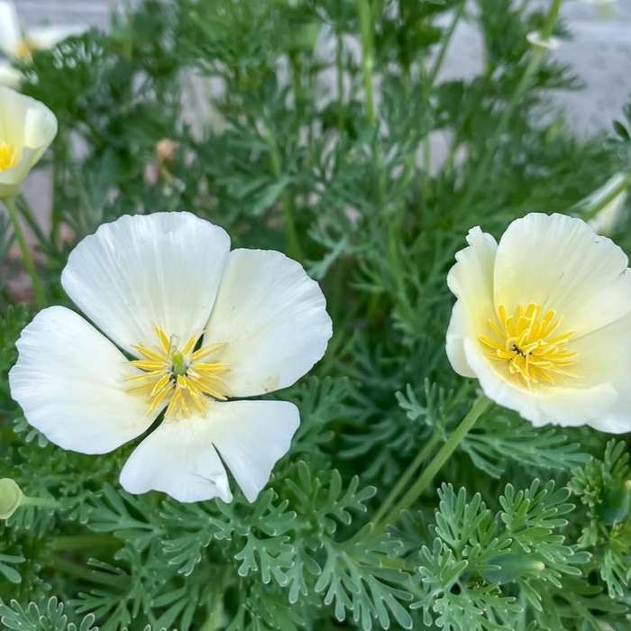California poppy white - 25 seeds
