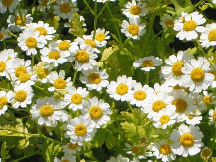 Feverfew - 25 seeds