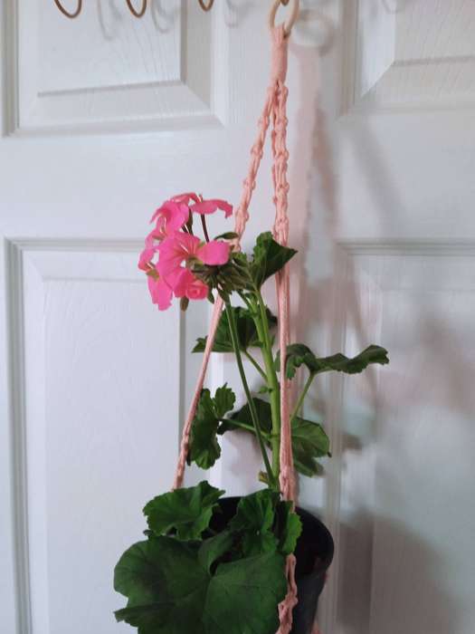 Macrame Plant Hanger - (Salmon Pink)