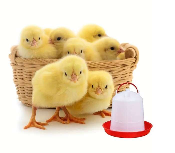 Chicken 1 Litre Drinkers -Pack Of 5