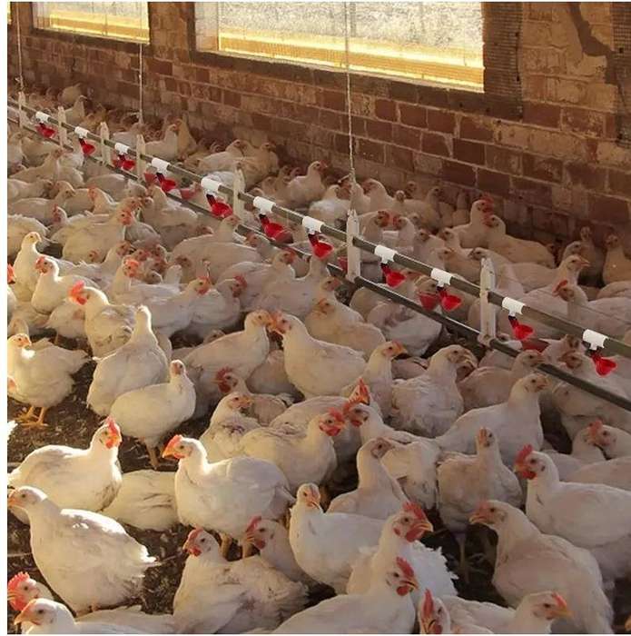 Chicken Waterer Cups and PVC Tee Fittings -20Pack