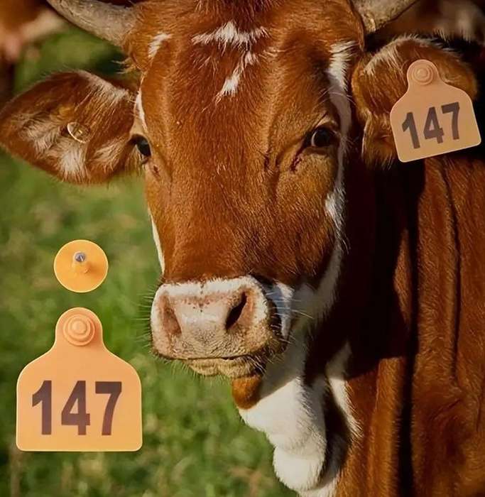 Orange Cow Ear Tags Numbered 0 to 100 -Pack of 100