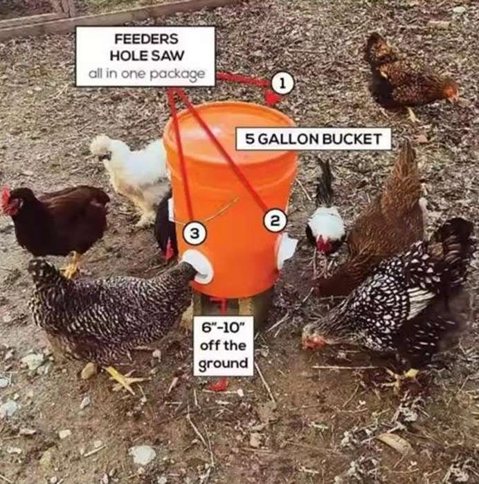 DIY Chicken Feeder Kit