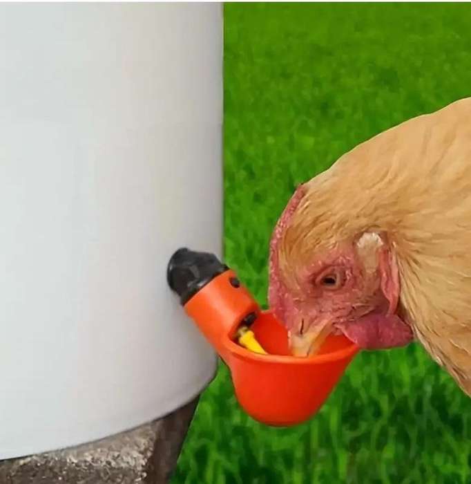 Poultry Drinking Cups