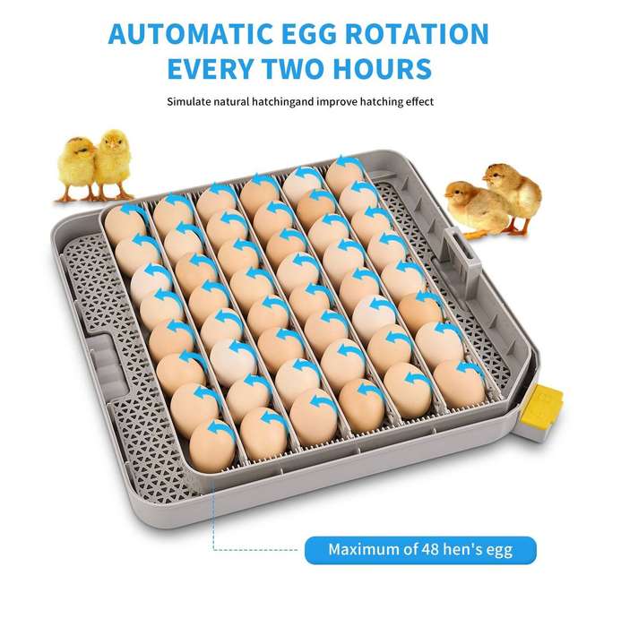Transparent 48 Egg Incubator -Humidity Controlled-Dual Power. Upgrade.