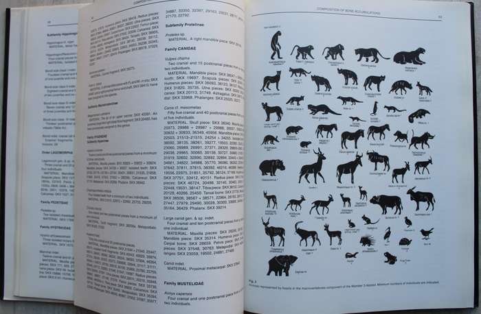 Swartkrans - A Cave's Chronicle of Early Man - Brain