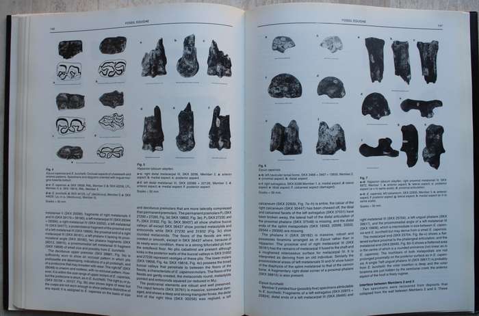 Swartkrans - A Cave's Chronicle of Early Man - Brain