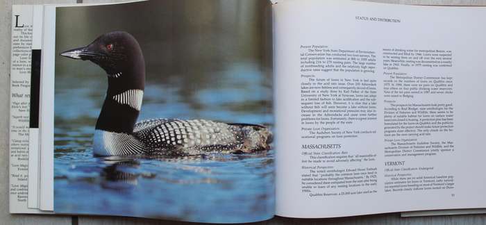 BIRDS - Loon Magic / Tom Klein
