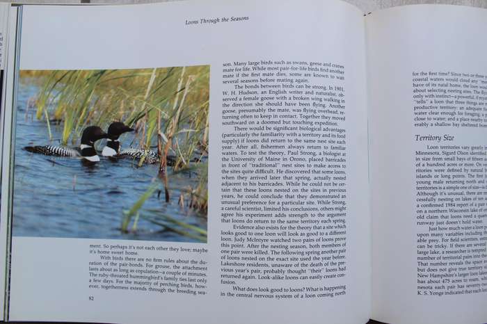 BIRDS - Loon Magic / Tom Klein