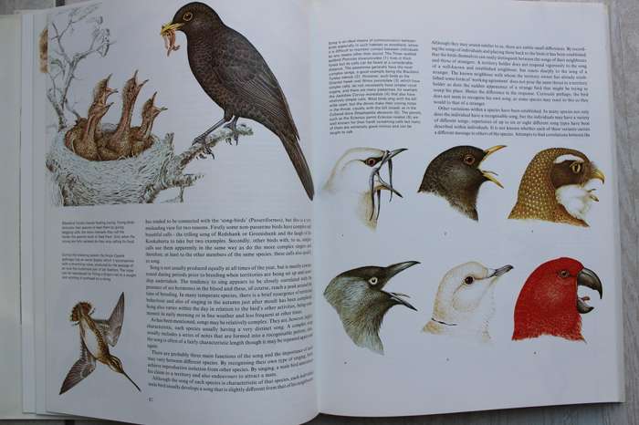 Bird Life - An introduction to the world of birds / Cameron & Perrins