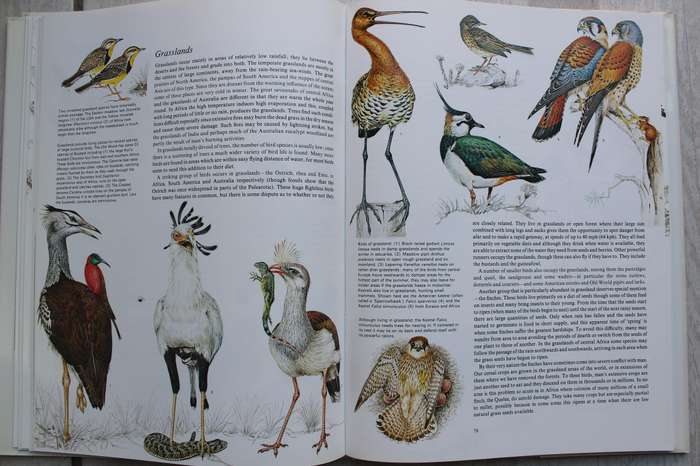 Bird Life - An introduction to the world of birds / Cameron & Perrins