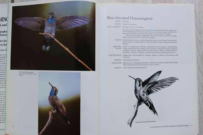 Hummingbirds - Their life and Behavior / Tyrrell