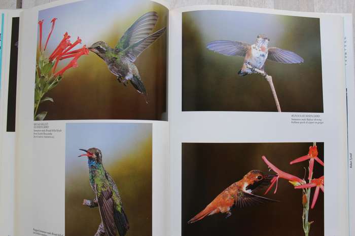 Hummingbirds - Their life and Behavior / Tyrrell