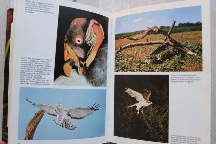 Birds of Prey: Their Biology and Ecology - Leslie Brown