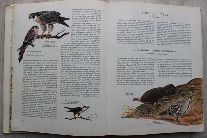 Birds of the World - Austin & Singer