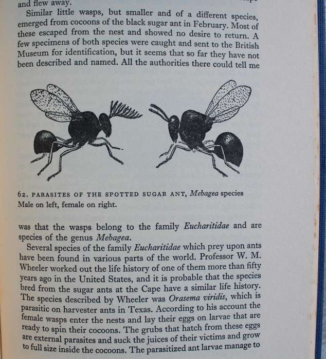 The study of Ants -  S.H. Skaife
