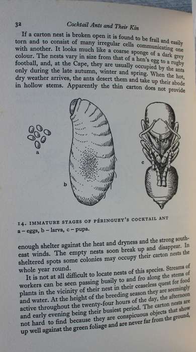 The study of Ants -  S.H. Skaife