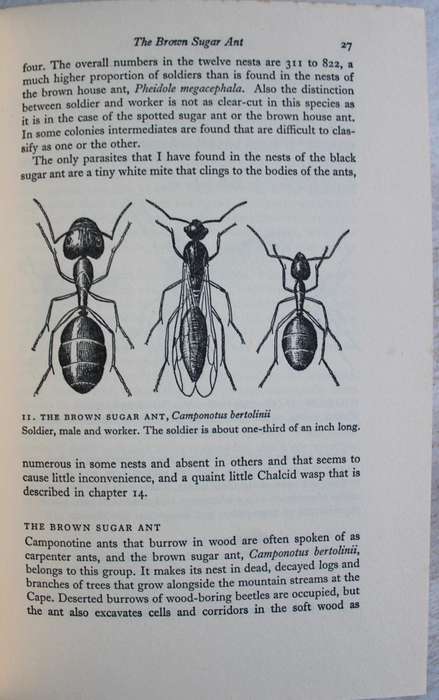 The study of Ants -  S.H. Skaife