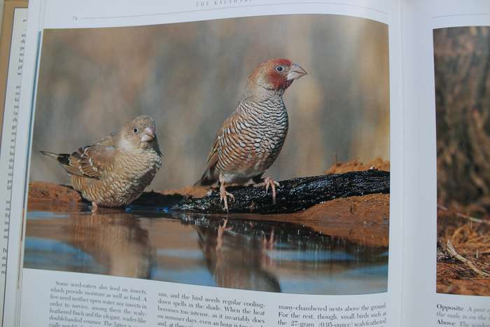 The Kalahari Survival in a Thirstland Wilderness - Nigel Dennis | Michael Knight | Peter Joyce