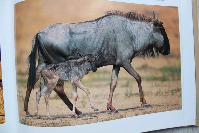 The Kalahari Survival in a Thirstland Wilderness - Nigel Dennis | Michael Knight | Peter Joyce