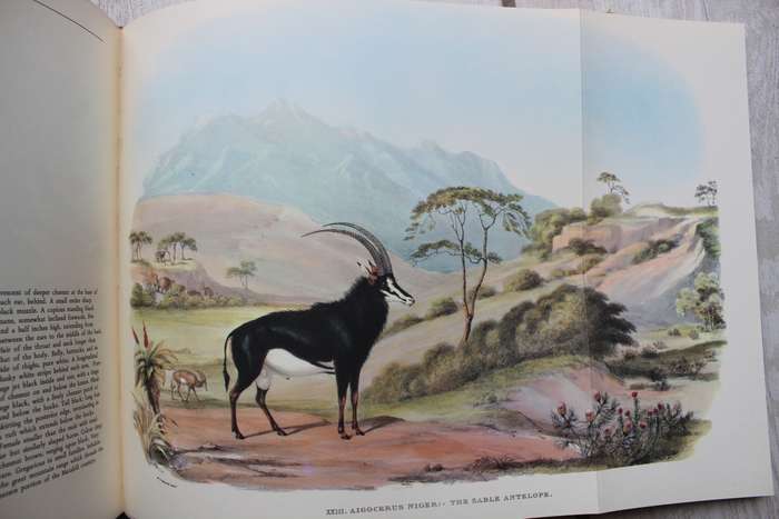 Portraits of the game & wild animals of Southern Africa - Cornwallis Harris, Captain W.