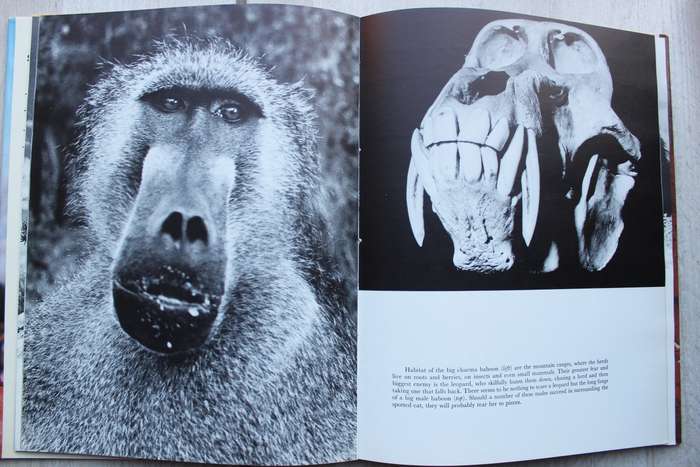 SIGNED: South West Africa - Land Between Two Deserts | Helmut zur Strassen