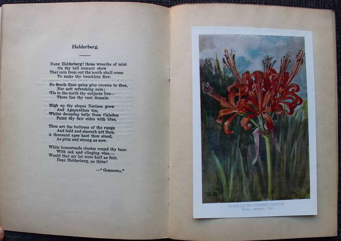 Twelve South African Flowers and Verse (Published 1925) | F. C. Kolbe, et al.